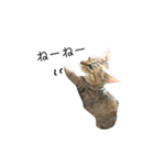 お返事ねこ[キナコ]2（個別スタンプ：8）