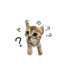 お返事ねこ[キナコ]2（個別スタンプ：9）