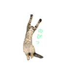 お返事ねこ[キナコ]2（個別スタンプ：12）