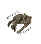 お返事ねこ[キナコ]2（個別スタンプ：13）