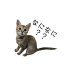 お返事ねこ[キナコ]2（個別スタンプ：15）