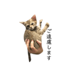 お返事ねこ[キナコ]2（個別スタンプ：16）