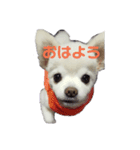 よんちゃん（個別スタンプ：1）