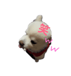 よんちゃん（個別スタンプ：3）