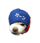 よんちゃん（個別スタンプ：6）