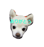 よんちゃん（個別スタンプ：8）