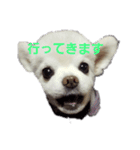 よんちゃん（個別スタンプ：9）