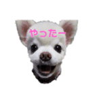 よんちゃん（個別スタンプ：12）