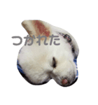 よんちゃん（個別スタンプ：13）