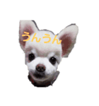 よんちゃん（個別スタンプ：14）