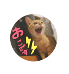 猫の日常会話Part①（個別スタンプ：1）