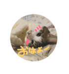 猫の日常会話Part①（個別スタンプ：3）