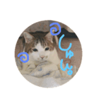 猫の日常会話Part①（個別スタンプ：4）