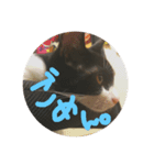 猫の日常会話Part①（個別スタンプ：5）