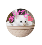 猫の日常会話Part①（個別スタンプ：6）