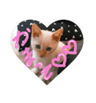 猫の日常会話Part①（個別スタンプ：7）