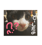 猫の日常会話Part①（個別スタンプ：8）