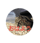フロッグス2（個別スタンプ：2）
