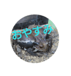 フロッグス2（個別スタンプ：3）