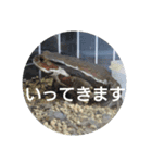 フロッグス2（個別スタンプ：4）