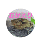 フロッグス2（個別スタンプ：6）