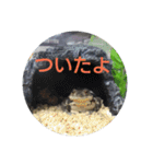 フロッグス2（個別スタンプ：7）