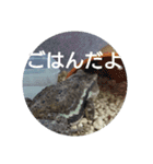 フロッグス2（個別スタンプ：11）