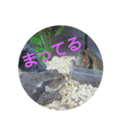 フロッグス2（個別スタンプ：13）
