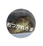 フロッグス2（個別スタンプ：14）