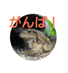 フロッグス2（個別スタンプ：16）