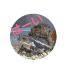 フロッグス2（個別スタンプ：17）