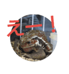 フロッグス2（個別スタンプ：21）