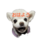 ヨンの仲間たち（個別スタンプ：1）