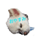 ヨンの仲間たち（個別スタンプ：3）