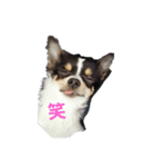 ヨンの仲間たち（個別スタンプ：5）