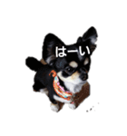 ヨンの仲間たち（個別スタンプ：11）