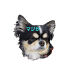 ヨンの仲間たち（個別スタンプ：14）