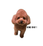 毎日Rocky.niniで（個別スタンプ：1）