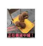 毎日Rocky.niniで（個別スタンプ：4）