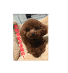 毎日Rocky.niniで（個別スタンプ：19）
