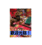 毎日Rocky.niniで（個別スタンプ：21）