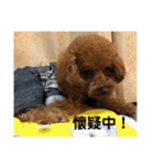 毎日Rocky.niniで（個別スタンプ：25）