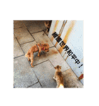 毎日Rocky.niniで（個別スタンプ：36）