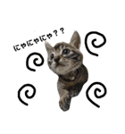 子猫のうずら♥（個別スタンプ：3）