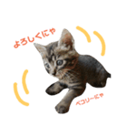 子猫のうずら♥（個別スタンプ：4）
