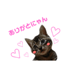 子猫のうずら♥（個別スタンプ：5）