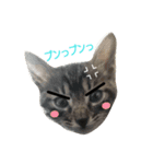 子猫のうずら♥（個別スタンプ：6）