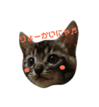 子猫のうずら♥（個別スタンプ：7）