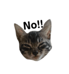 子猫のうずら♥（個別スタンプ：9）