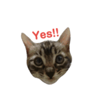 子猫のうずら♥（個別スタンプ：10）